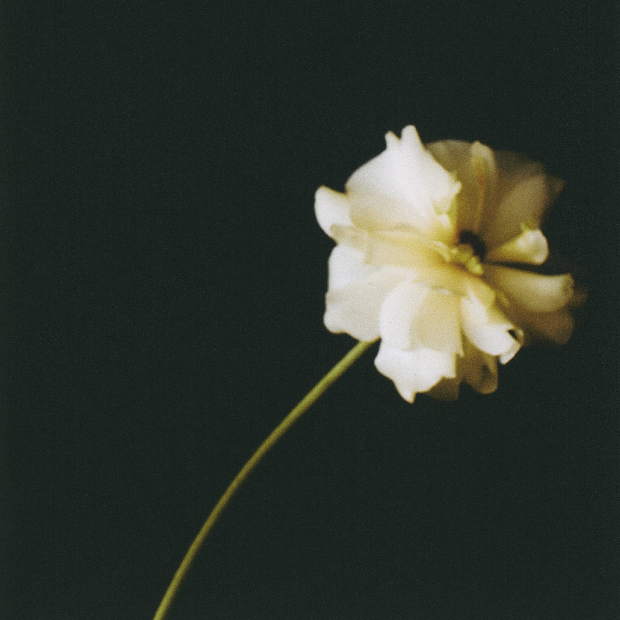 Pale flower on a slender stem against a dark background